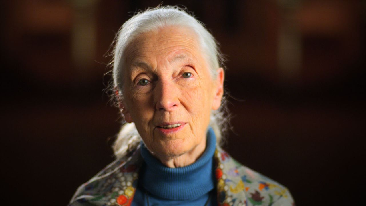 Photo Jane Goodall