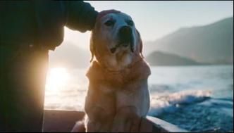 Nos amis les chiens : Affiche