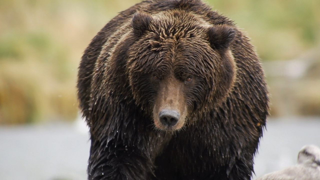 L'Ours en Moi : Photo