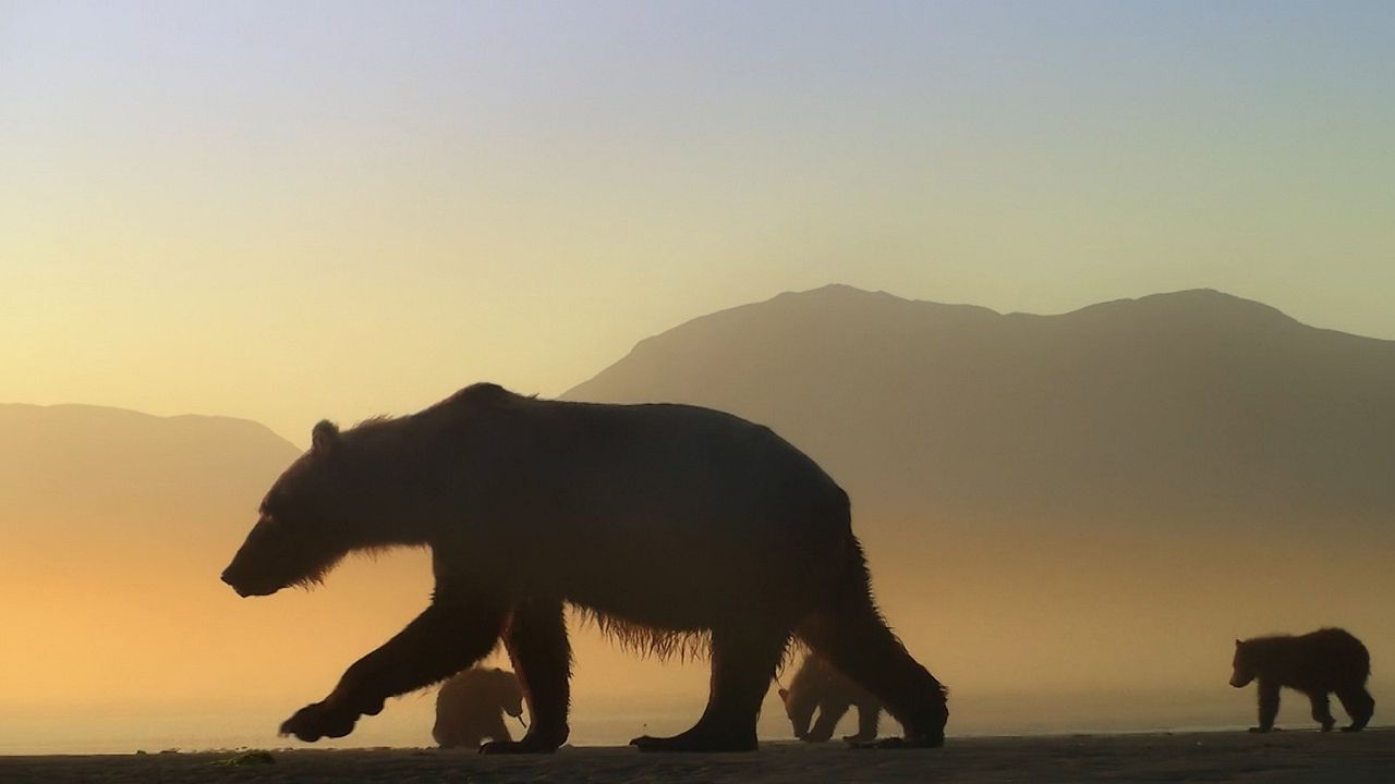 L'Ours en Moi : Photo