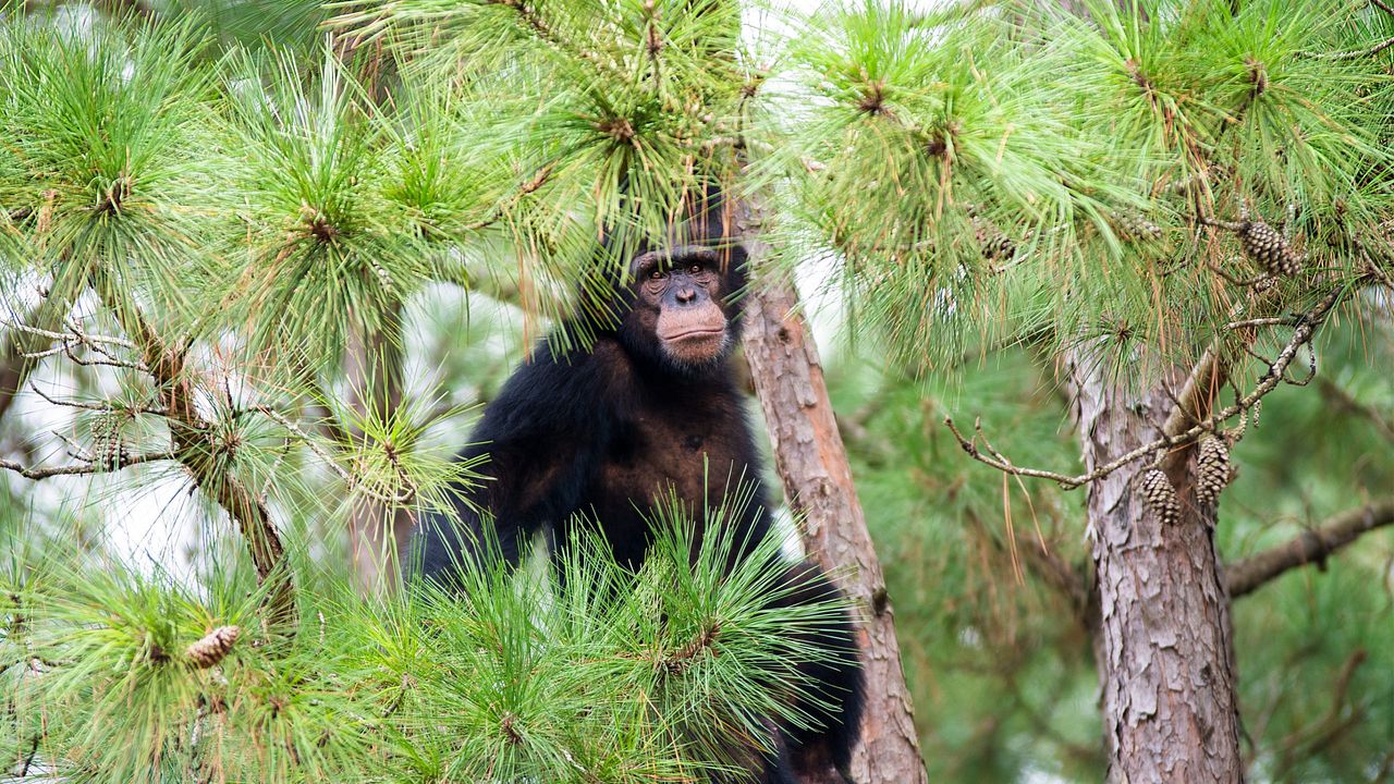 Rencontre avec les chimpanzés : Photo