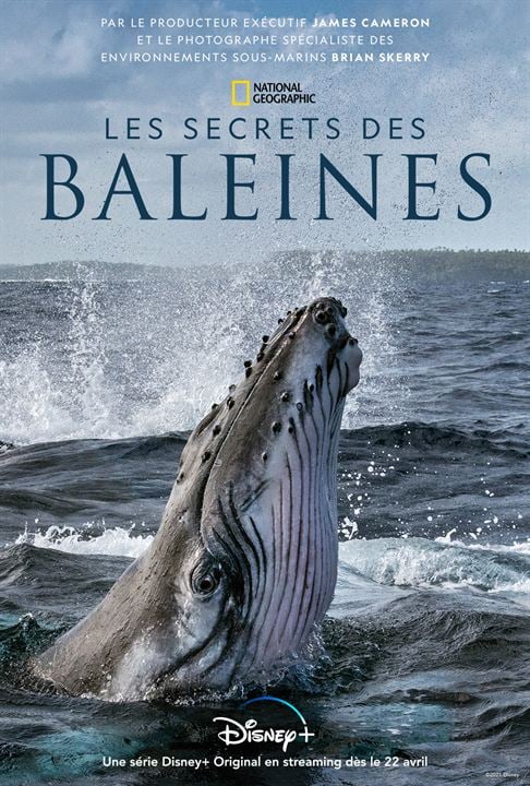 Les Secrets des baleines : Affiche