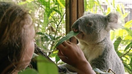 Izzy et les koalas : Affiche