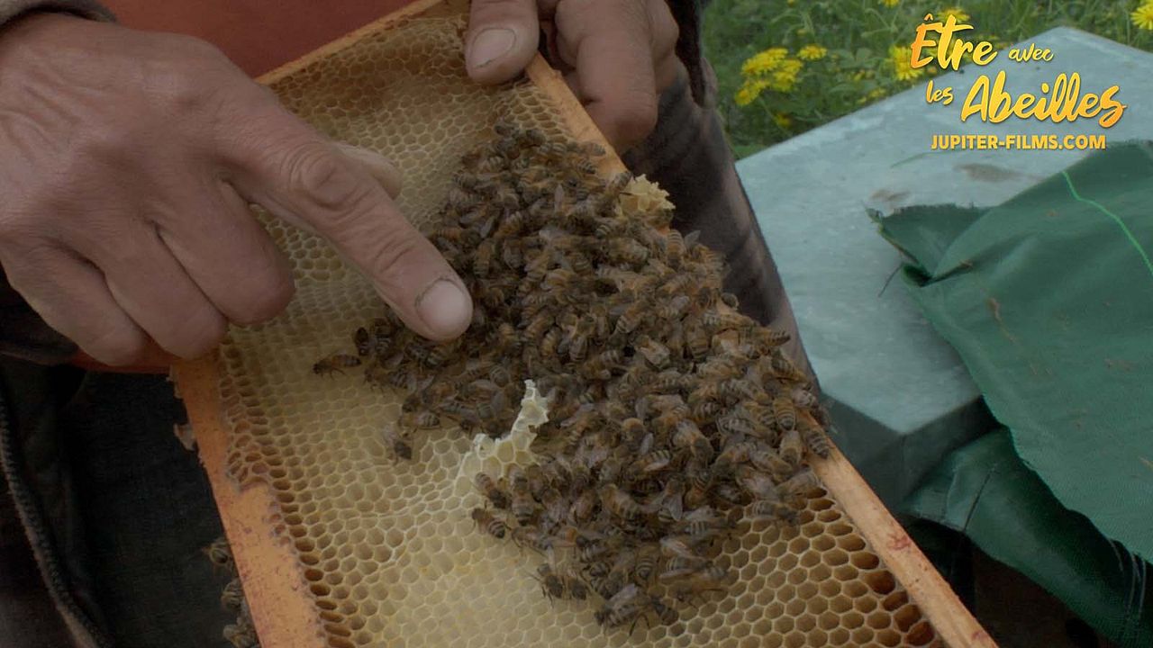 Être avec les Abeilles : Photo