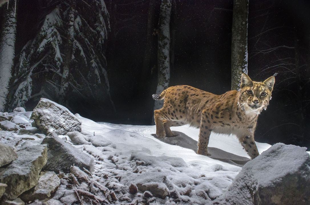 Lynx : Photo