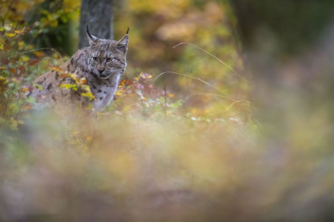 Lynx : Photo