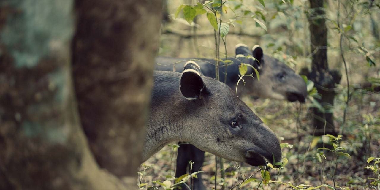 Animal : Photo