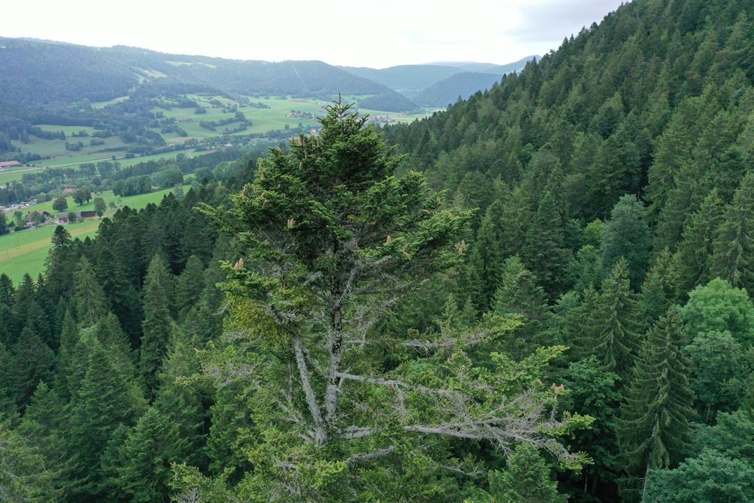 La Puissance de l’arbre avec Ernst Zürcher : Photo