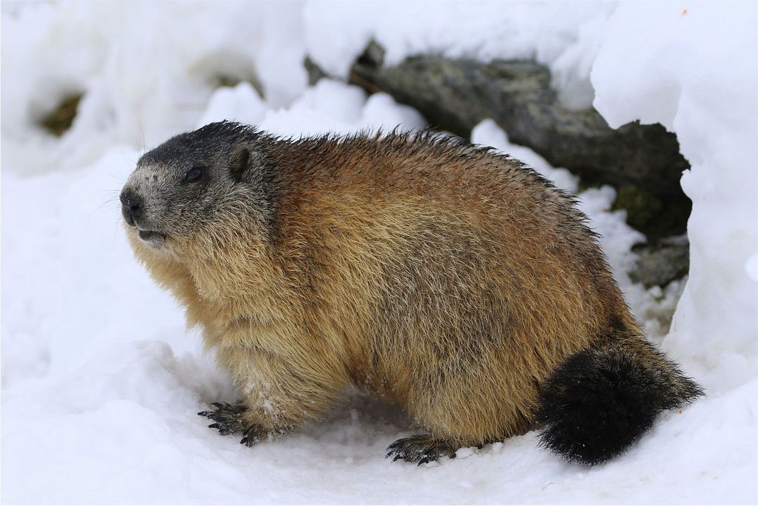 Affiche La marmotte