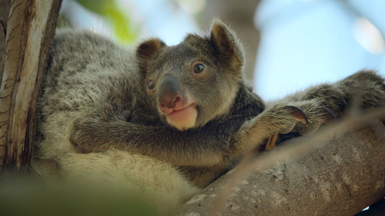 Le Règne animal : Photo