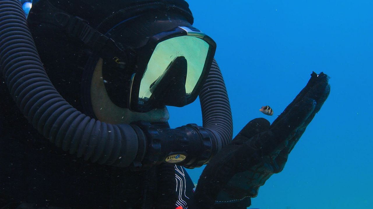 Comme un poisson dans son récif : Photo