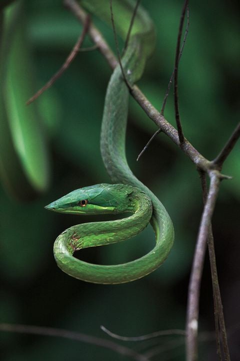 Amazônia : Photo