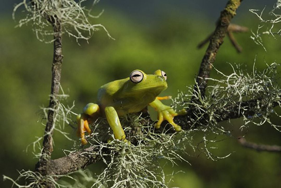 Amazônia : Photo