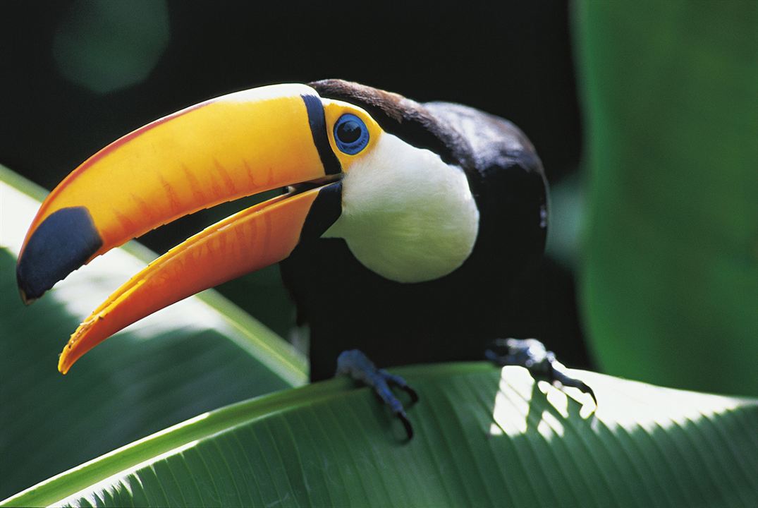 Amazônia : Photo