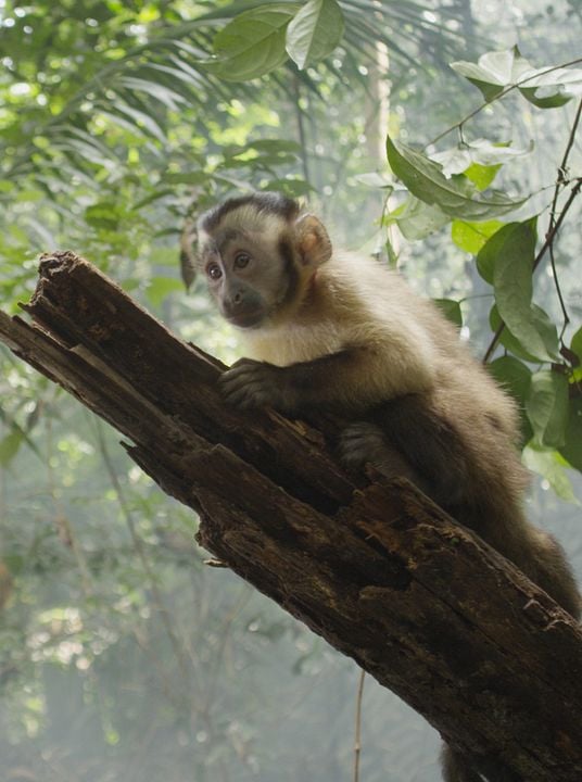 Amazônia : Photo