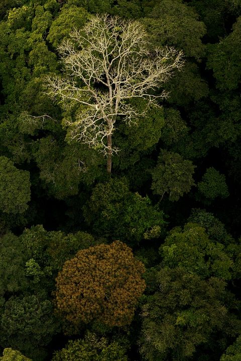 Il était une forêt : Photo