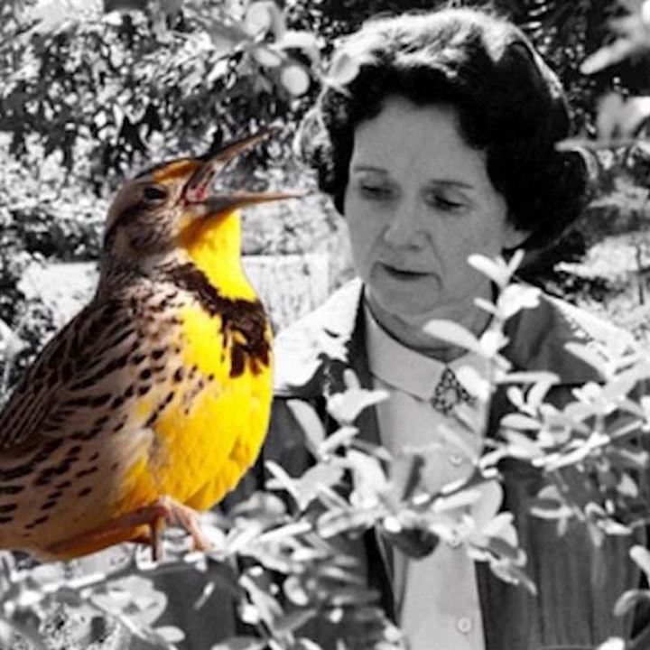 Rachel Carson, la mère de l'écologie : Affiche