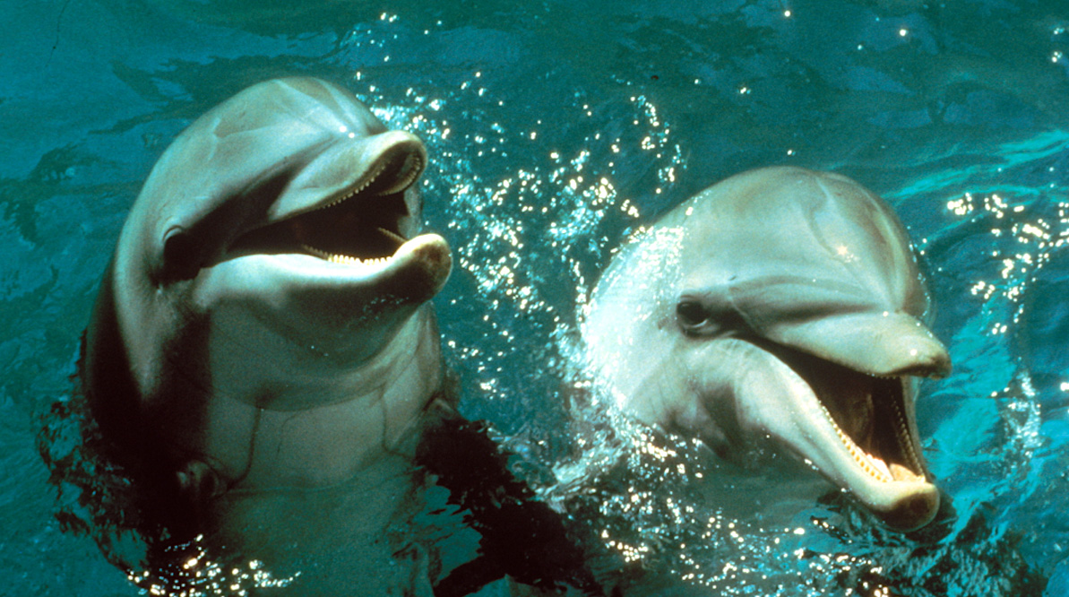 Le Jour du dauphin : Photo