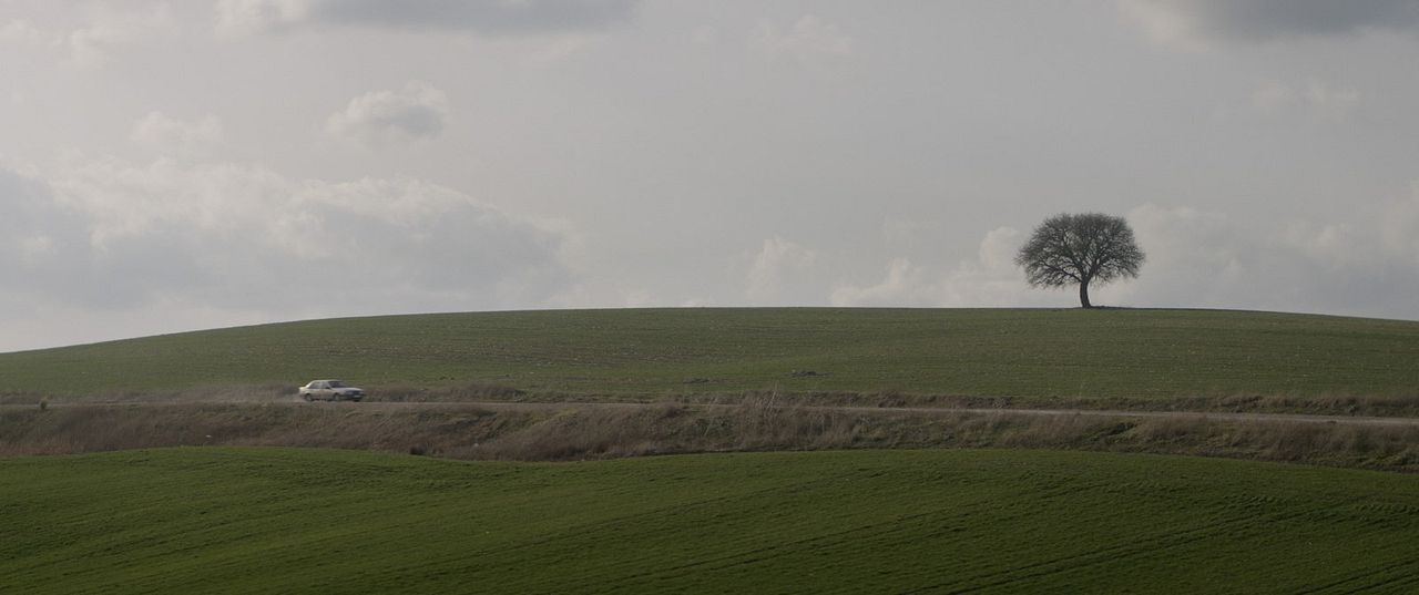 Anadolu Leoparı : Photo