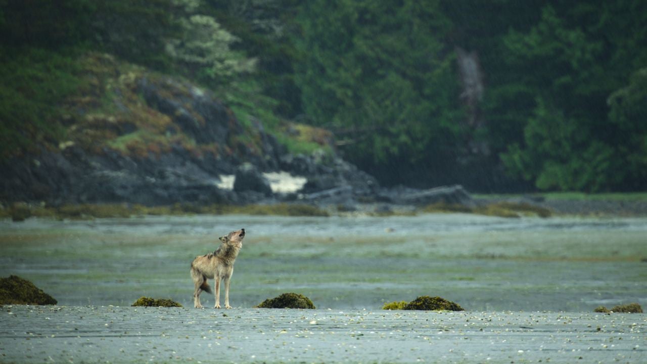 Bienvenue sur l'île des loups : Photo