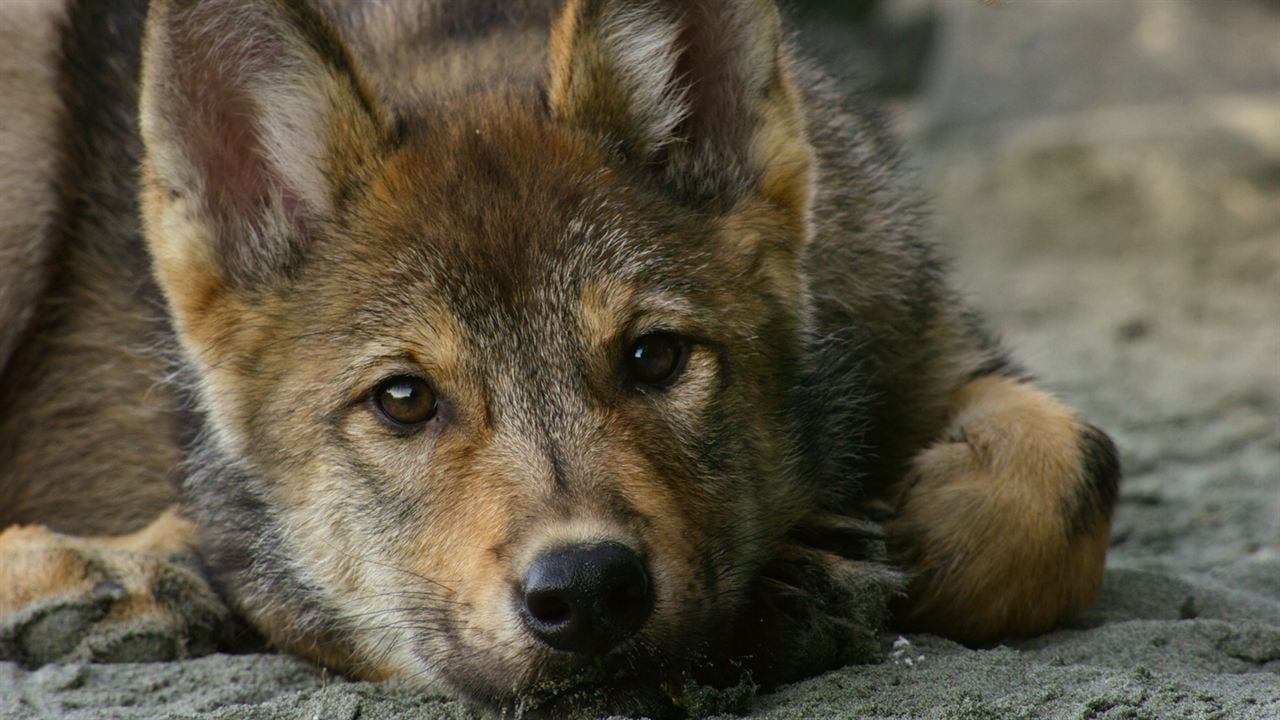 Bienvenue sur l'île des loups : Photo