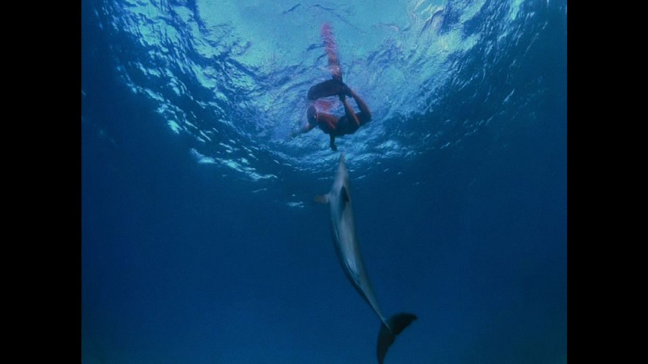 Qu'est-il arrivé au roi des dauphins ? : Photo