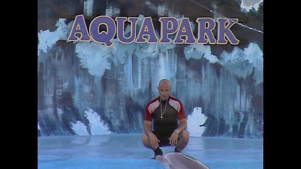 Qu'est-il arrivé au roi des dauphins ? : Photo