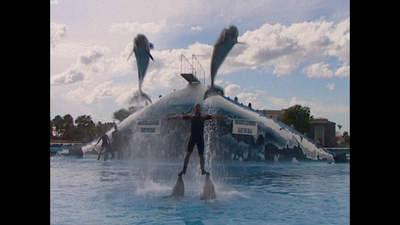 Qu'est-il arrivé au roi des dauphins ? : Photo