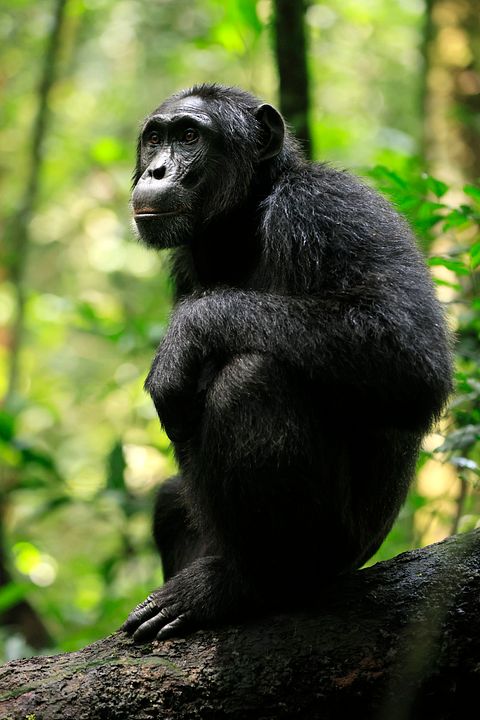 L'Empire des chimpanzés : Photo