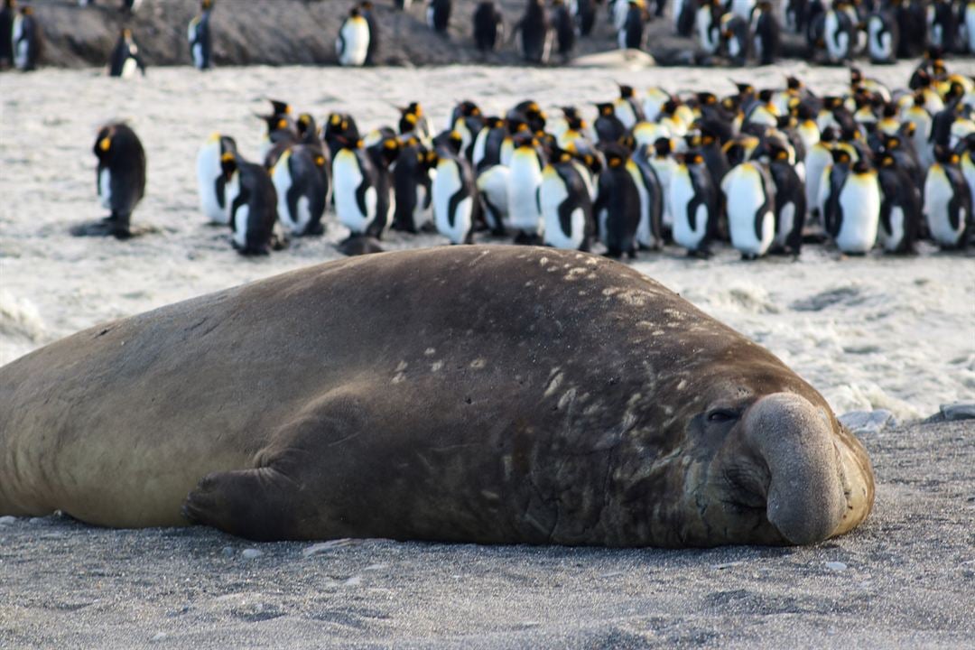 Big Beasts : sur les traces des géants : Photo