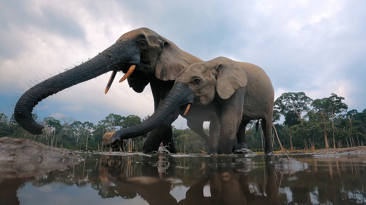 Big Beasts : sur les traces des géants : Photo