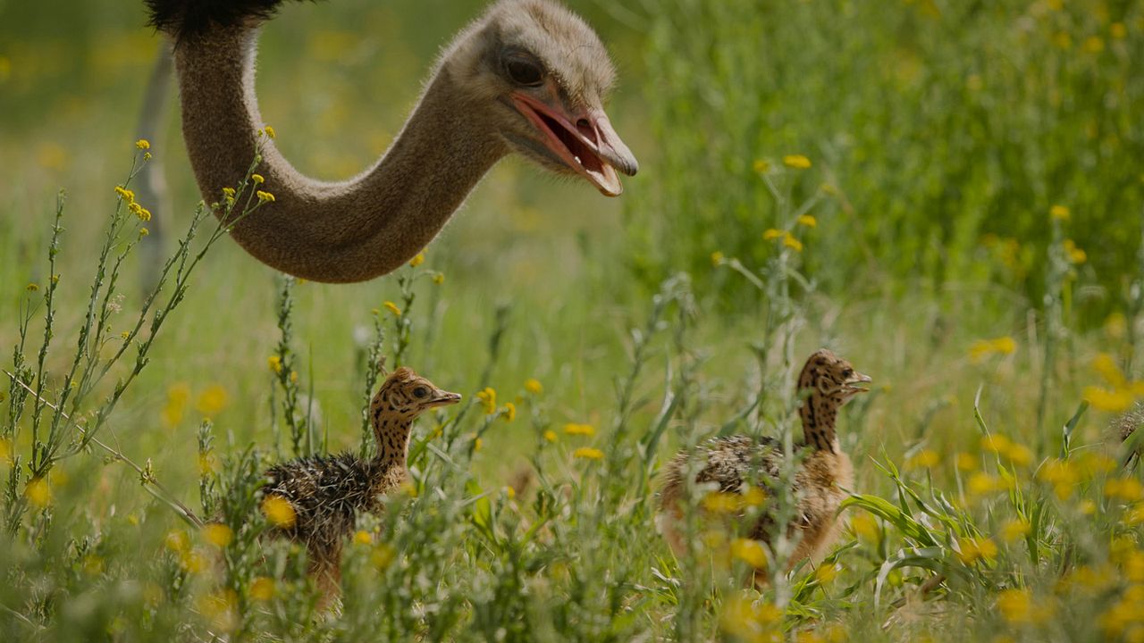 Big Beasts : sur les traces des géants : Photo