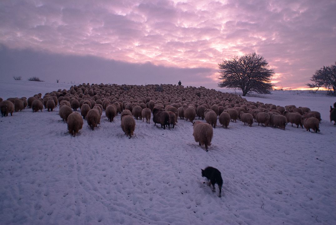 La Dernière transhumance : Photo