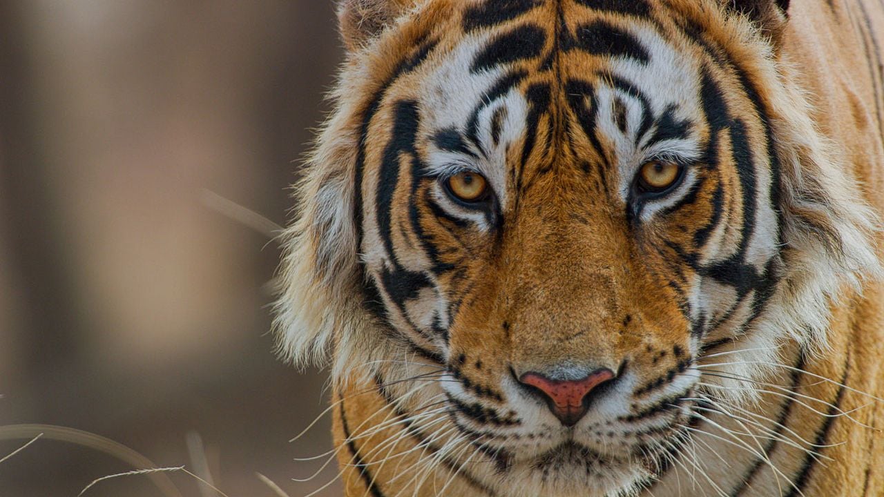 Tigres : Photo