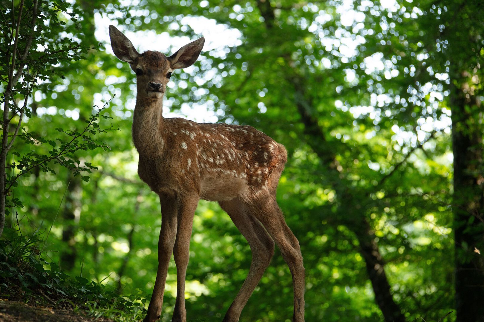 "Bambi, L’histoire d’une vie dans les bois"