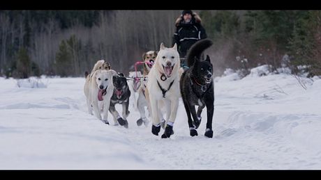 Affiche du film Musher, l’appel de l’Alaska