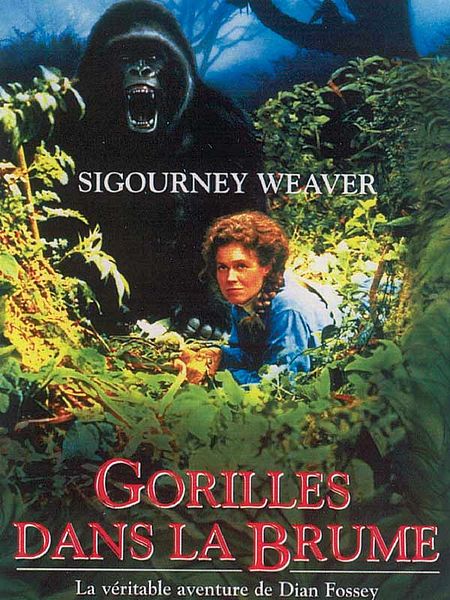 Affiche du film Gorilles dans la brume