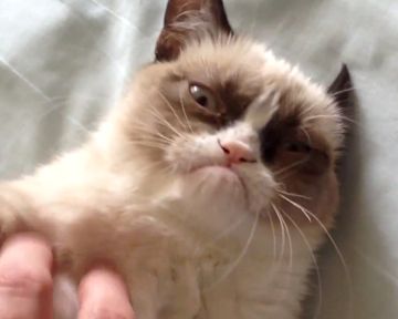 Nicolas Winding Refn au micro; Grumpy Cat au ciné !; Le chiffre du jour : 5 fois plus de pirates !; TV : permis de mater, permis de zapper; Le courrier : Mélanie Laurent; En rab' : la BA du "Grand méchant loup"