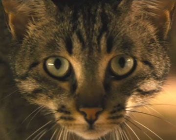 La Vie sauvage des animaux domestiques