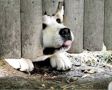 Ben tu pleures ?! Ben comment tu veux que j'fasse autrement, c'est super émouvant !  Top 5 des films devant lesquels on pleure à tous les coups.