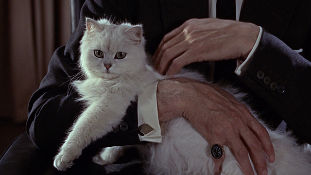 "Dessine-moi un chat... Non non, eux c'est des vrais !"