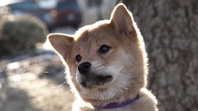 "T'as encore adopté un chat ? Oui. Mais c'est le quinzième ! Je sais... Honnêtement, tu regardes trop de films..."