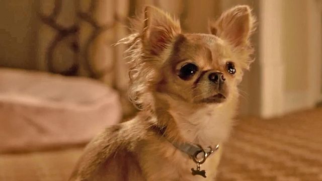 Le Chihuahua de Beverly Hills 3 : Viva La Fiesta ! Bande-annonce