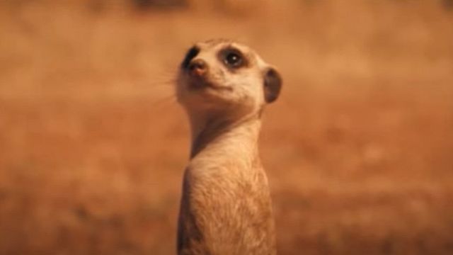 La Famille Suricate