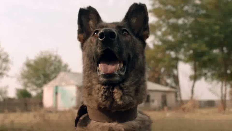 Dog Film Streaming Vf Trailer du film Dogs - Dogs Bande-annonce VO - AlloCiné