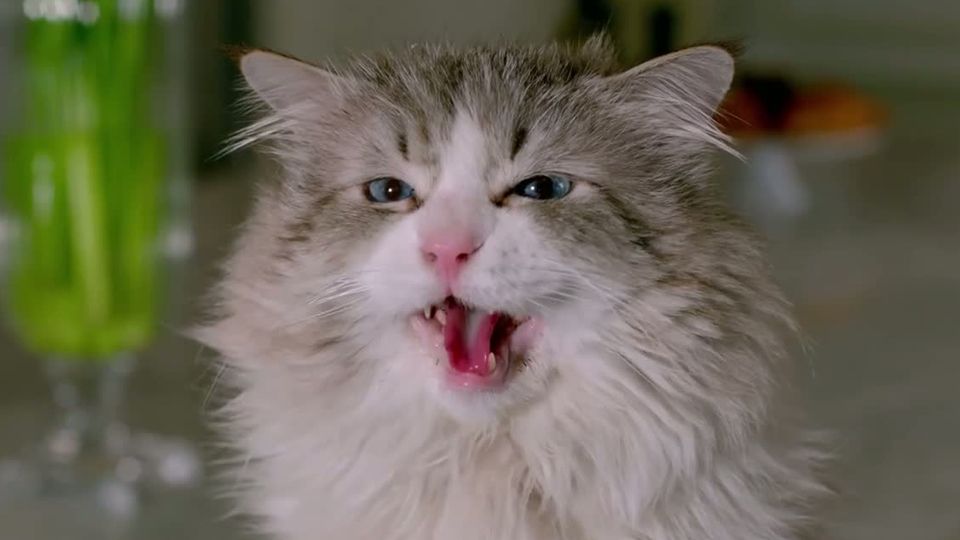 Making Of Du Film Ma Vie De Chat Ma Vie De Chat Making Of Vost Les Chats Celebres Du Film Allocine Making Of Du Film Ma Vie De Chat Ma Vie De Chat Making Of Vost Les Chats Celebres Du Film Allocine