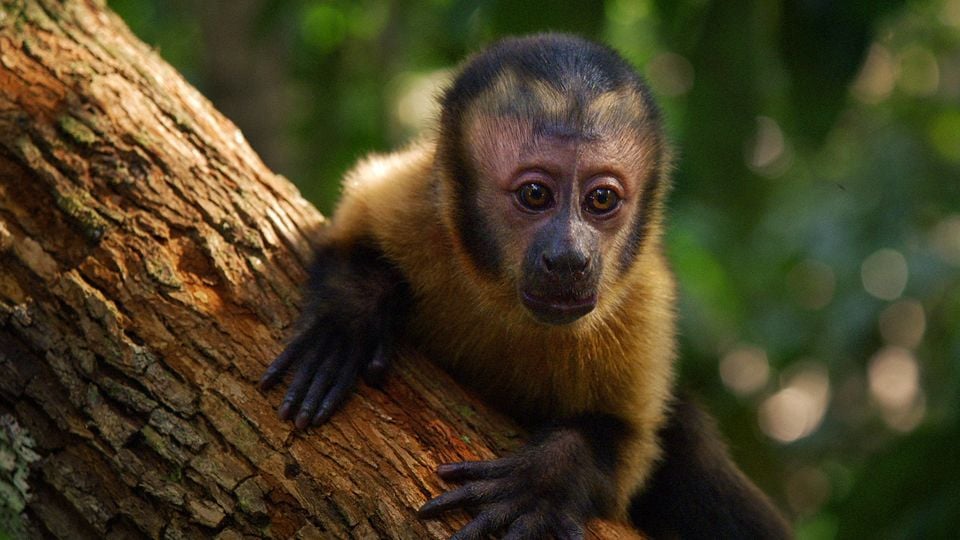Blonde Et Dangereuse Streaming Vf Trailer du film Amazônia - Amazônia Bande-annonce VF - AlloCiné